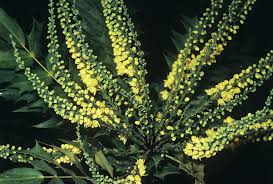 Attēlu rezultāti vaicājumam “Mahonia aquifolium flower”