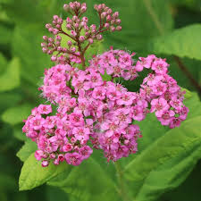 Attēlu rezultāti vaicājumam “Spiraea”