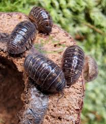 Attēlu rezultāti vaicājumam “Armadillidium pulchellum”