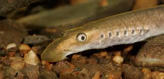 Attēlu rezultāti vaicājumam “Lampetra planeri”