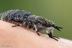 Attēlu rezultāti vaicājumam “Haematopota sp.”