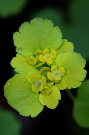 Attēlu rezultāti vaicājumam “Chrysosplenium alternifolium bud”