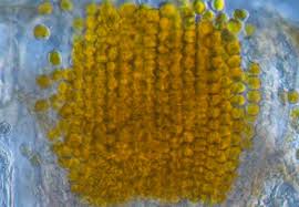 Attēlu rezultāti vaicājumam “Pucciniales”