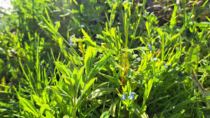 Attēlu rezultāti vaicājumam “Myosotis laxa subsp. baltica”