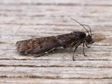 Attēlu rezultāti vaicājumam “Ortholepis betulae”