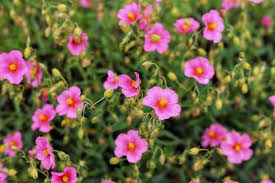 Attēlu rezultāti vaicājumam “Helianthemum x hybridum”