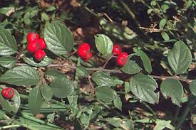 Attēlu rezultāti vaicājumam “Cotoneaster divaricatus fruit”