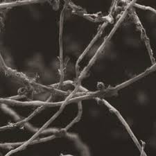 Attēlu rezultāti vaicājumam “Laserpitium pruthenicum”