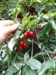 Attēlu rezultāti vaicājumam “Cornus mas fruit”