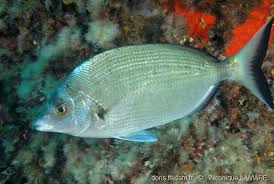 Image result for Diplodus puntazzo