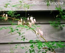 Image result for Adlumia cirrhosa