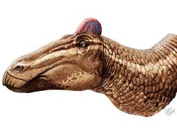 Attēlu rezultāti vaicājumam “Diderma roanense”