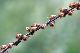 Attēlu rezultāti vaicājumam “Agrimonia pilosa bud”