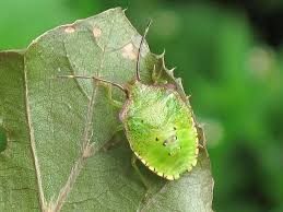 Attēlu rezultāti vaicājumam “Acanthosoma haemorrhoidale”