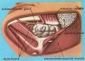 The <b>submandibular glands</b>