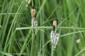 Attēlu rezultāti vaicājumam “Carex elata flower”