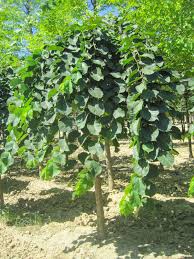 Attēlu rezultāti vaicājumam “Ulmus glabra fruit”