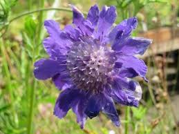 Image result for scabiosa caucasica