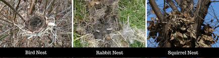 Attēlu rezultāti vaicājumam “nest”