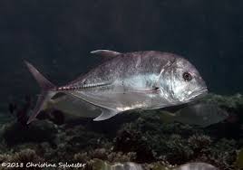 Image result for Caranx ignobilis
