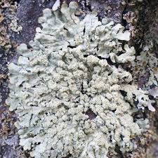 Attēlu rezultāti vaicājumam “Stemonitopsis hyperopta var. landewaldii spores”