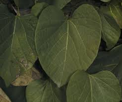 Attēlu rezultāti vaicājumam “Aristolochia durior leaf”