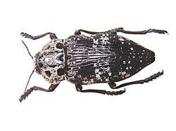 Attēlu rezultāti vaicājumam “Buprestidae”