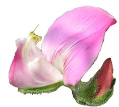 Attēlu rezultāti vaicājumam “Ononis arvensis flower”