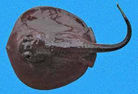 Image result for Styracura pacifica