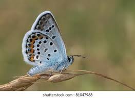 Attēlu rezultāti vaicājumam “Plebejus idas”