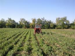 Image result for egedal tehron