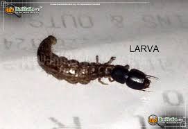 Attēlu rezultāti vaicājumam “Raphidioptera larva”