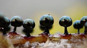 Attēlu rezultāti vaicājumam “Lamproderma arcyrioides stalked”