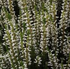 Attēlu rezultāti vaicājumam “Calluna vulgaris bud”