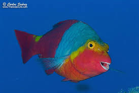 Image result for Sparisoma cretense