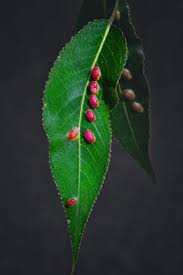 Attēlu rezultāti vaicājumam “Pontania proxima”