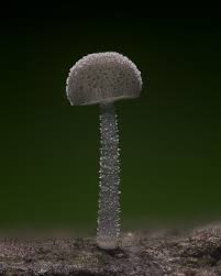 Attēlu rezultāti vaicājumam “Physarum notabile”