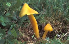 Attēlu rezultāti vaicājumam “Hygrocybe acutoconica”