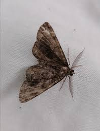 Attēlu rezultāti vaicājumam “Panolis umbra”