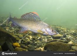 Image result for Thymallus thymallus