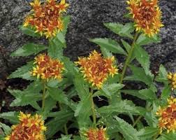 Attēlu rezultāti vaicājumam “Sedum aizoon fruit”