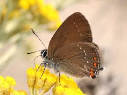 Attēlu rezultāti vaicājumam “Satyrium ilicis”