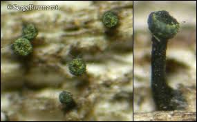 Attēlu rezultāti vaicājumam “Calicium adspersum”