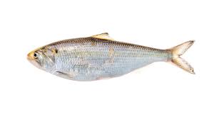Image result for Alosa sapidissima
