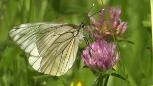 Attēlu rezultāti vaicājumam “Aporia crataegi female”