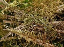 Attēlu rezultāti vaicājumam “Campyliadelphus elodes”