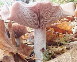 Attēlu rezultāti vaicājumam “Lepista sp.”