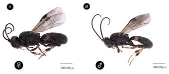 Attēlu rezultāti vaicājumam “Licea chelonoides spores”