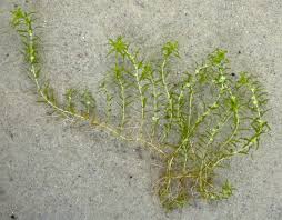 Attēlu rezultāti vaicājumam “Callitriche verna”