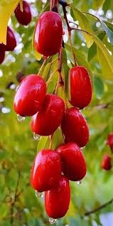 Attēlu rezultāti vaicājumam “Cornus mas fruit”